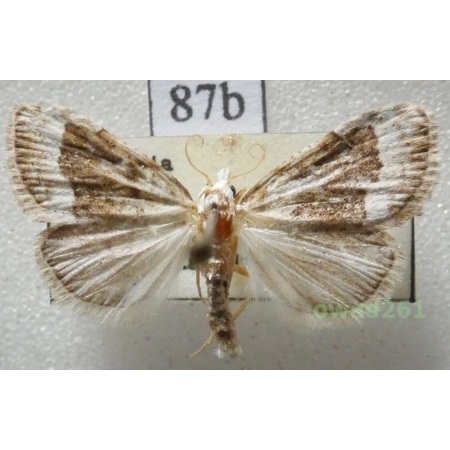Nola aerugula (Hübner, 1793) Czech87b